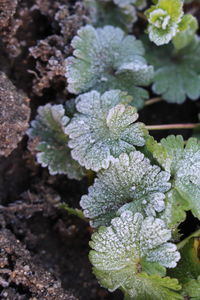 Close-up of plant