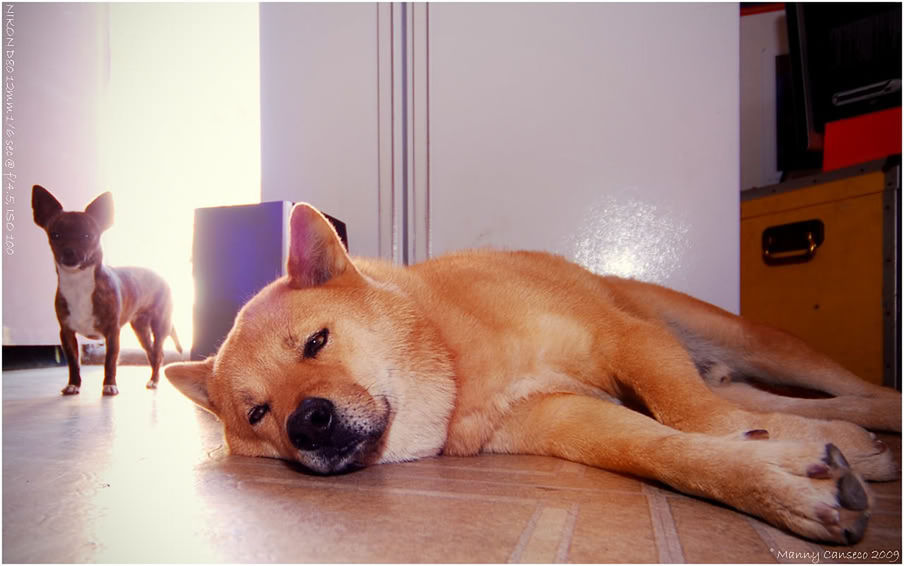 DOG LYING ON THE GROUND