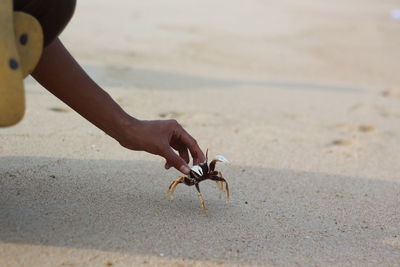 Close-up of hand holding crab at beach