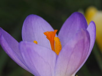 Close-up of purple crocus flower