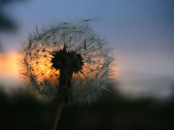 Close-up of dandelion seed against sky at sunset