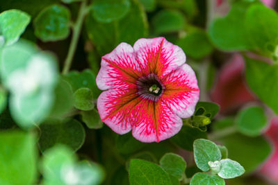 Close-up of pink flowering plant