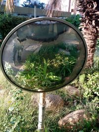 Reflection of trees in water