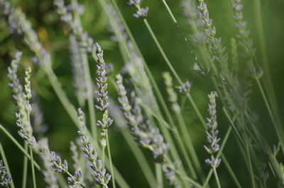 Close-up of plant growing on field