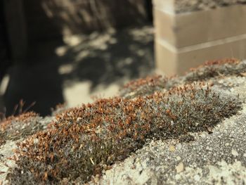 Close-up of lizard