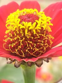 Close-up of pink flower