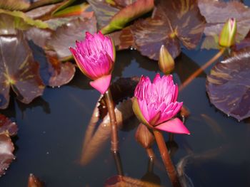 Close-up of pink water lily