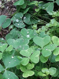 Full frame shot of wet plants