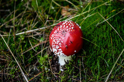 Close-up of fly agaric mushroom