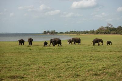 Group of elephants, minneriya national park