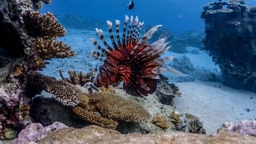 View of fish swimming underwater