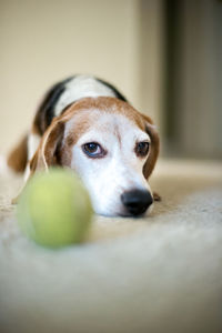 Close-up portrait of dog