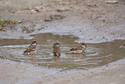 Sparrows swimming in puddle