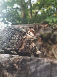 Close-up of tree trunk