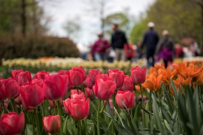 Close-up of tulips in park