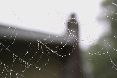 Close-up of wet spider web