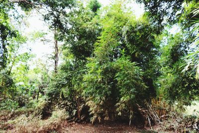 Trees growing in forest