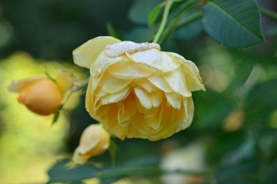 Close-up of yellow flowering plant