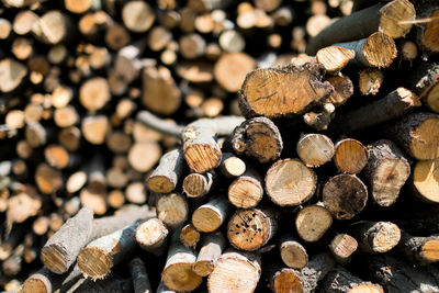 Stack of logs in forest