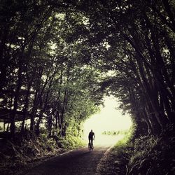 Rear view of people walking on footpath in forest