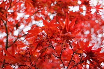 Low angle view of red maple leaves on tree