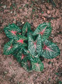 High angle view of maple leaves on field