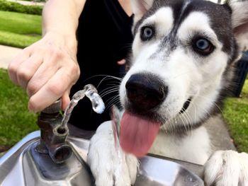 Close-up of man assisting dog at drinking fountain