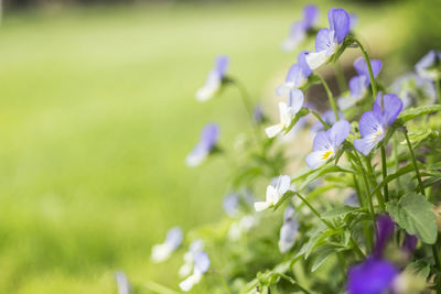 Close-up of purple flowers