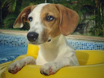 Close-up portrait of dog