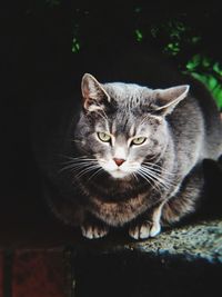 Close-up portrait of tabby cat