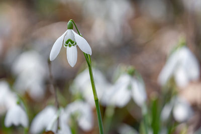 Close-up of white flowering plant