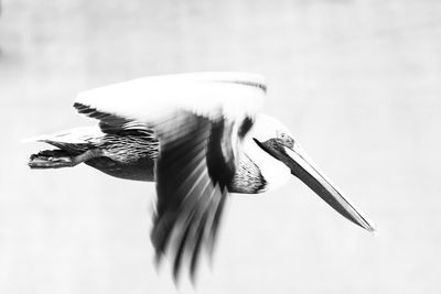 Close-up of pelican flying on sunny day