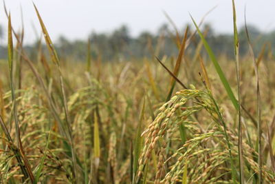 Close-up of stalks in field