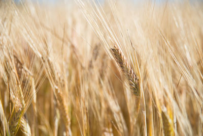 Close-up of wheat crops