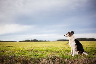 Dog on grassy field against clear sky