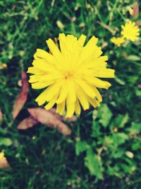 Close-up of dandelion flower in field