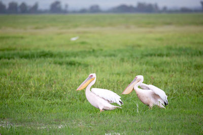 Ducks on grassy field