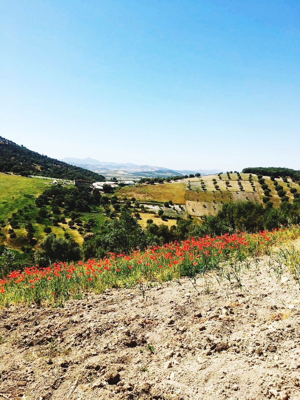 landscape, sky, environment, plant, nature, scenics - nature, land, beauty in nature, clear sky, no people, soil, field, mountain, tranquility, tranquil scene, rural scene, growth, rural area, day, blue, agriculture, copy space, non-urban scene, plateau, outdoors, flower, sunny, valley, sunlight, tree