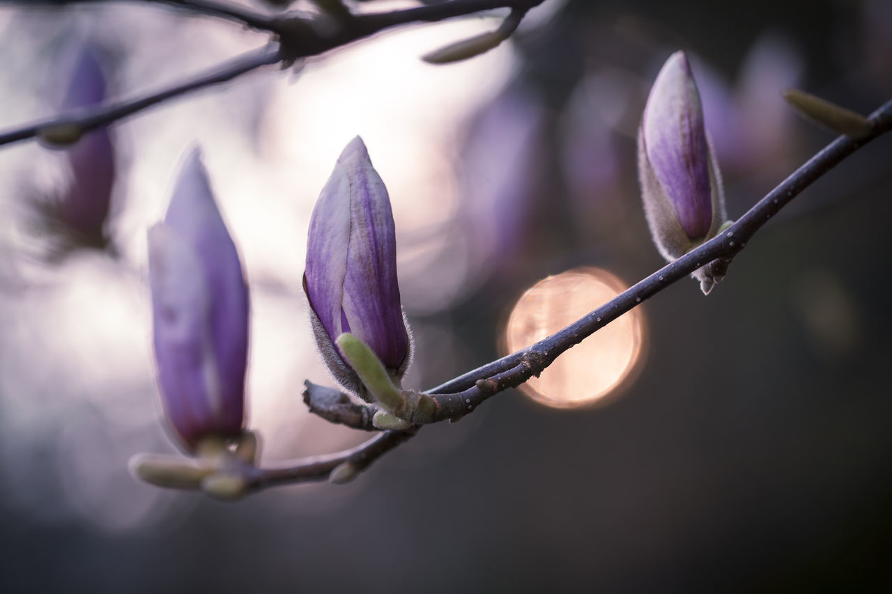 plant, flower, flowering plant, beauty in nature, fragility, vulnerability, growth, freshness, close-up, petal, focus on foreground, purple, nature, no people, bud, selective focus, flower head, inflorescence, day, outdoors, crocus, sepal