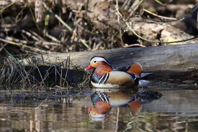 Close-up of duck in lake