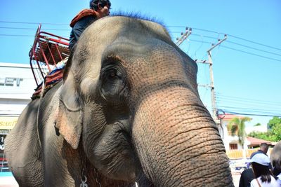 Low angle view of elephant against sky