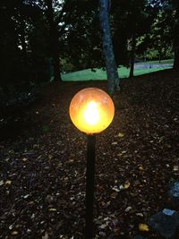 Street light and trees in park during autumn