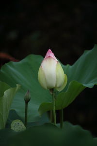 Close-up of pink flowers