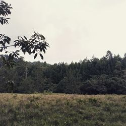 Trees on field against clear sky