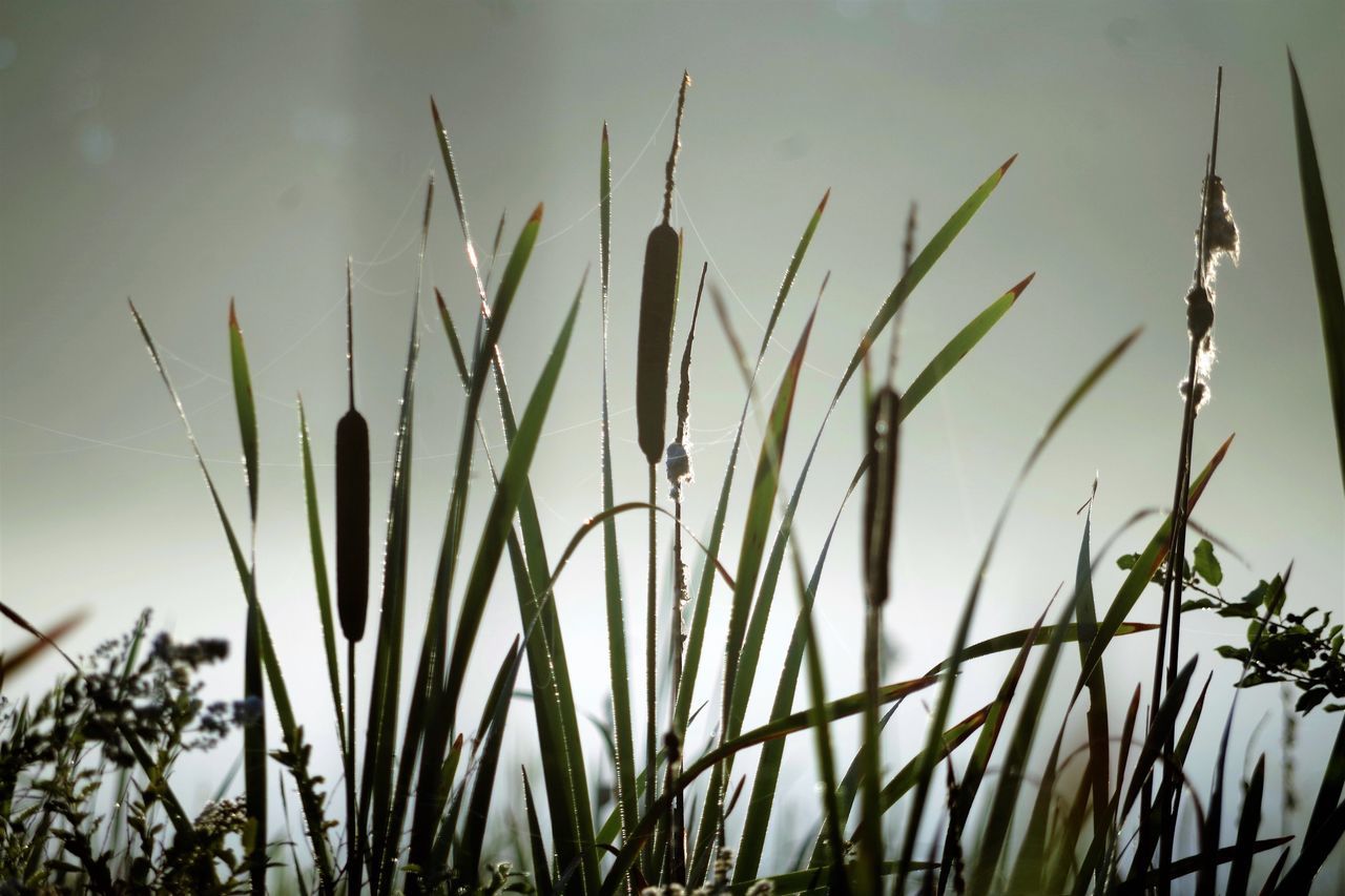 CLOSE-UP OF PLANT