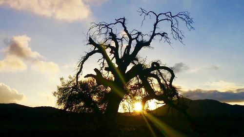 Silhouette of trees at sunset