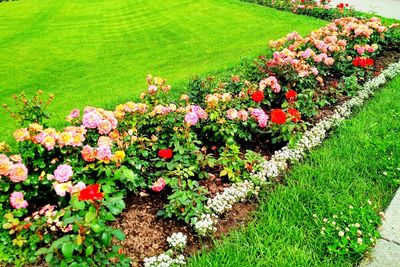 High angle view of flowers blooming on field