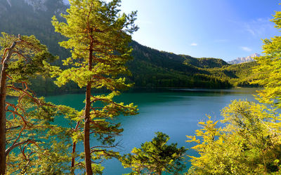 Reflection of trees in calm lake