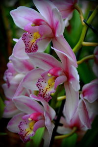 Close-up of pink flowers