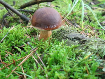 Close-up of mushroom on grass